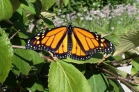 Books and Butterflies
