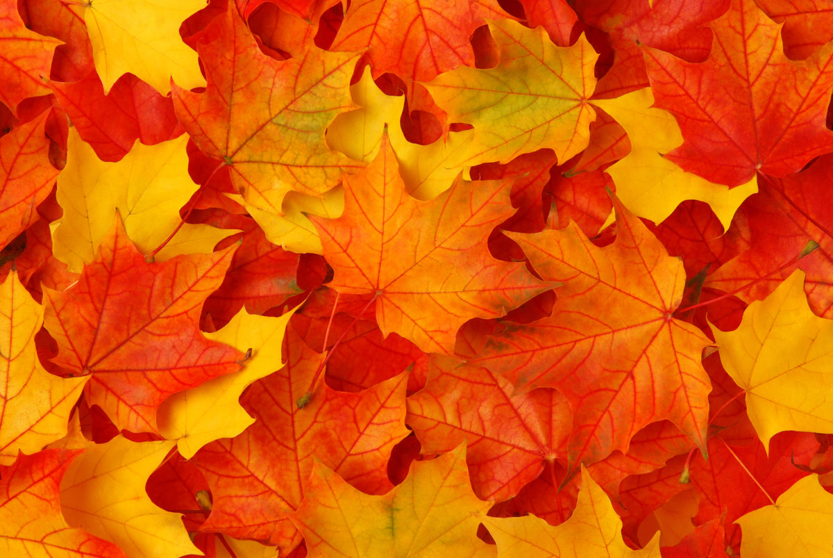 Autumn The Library